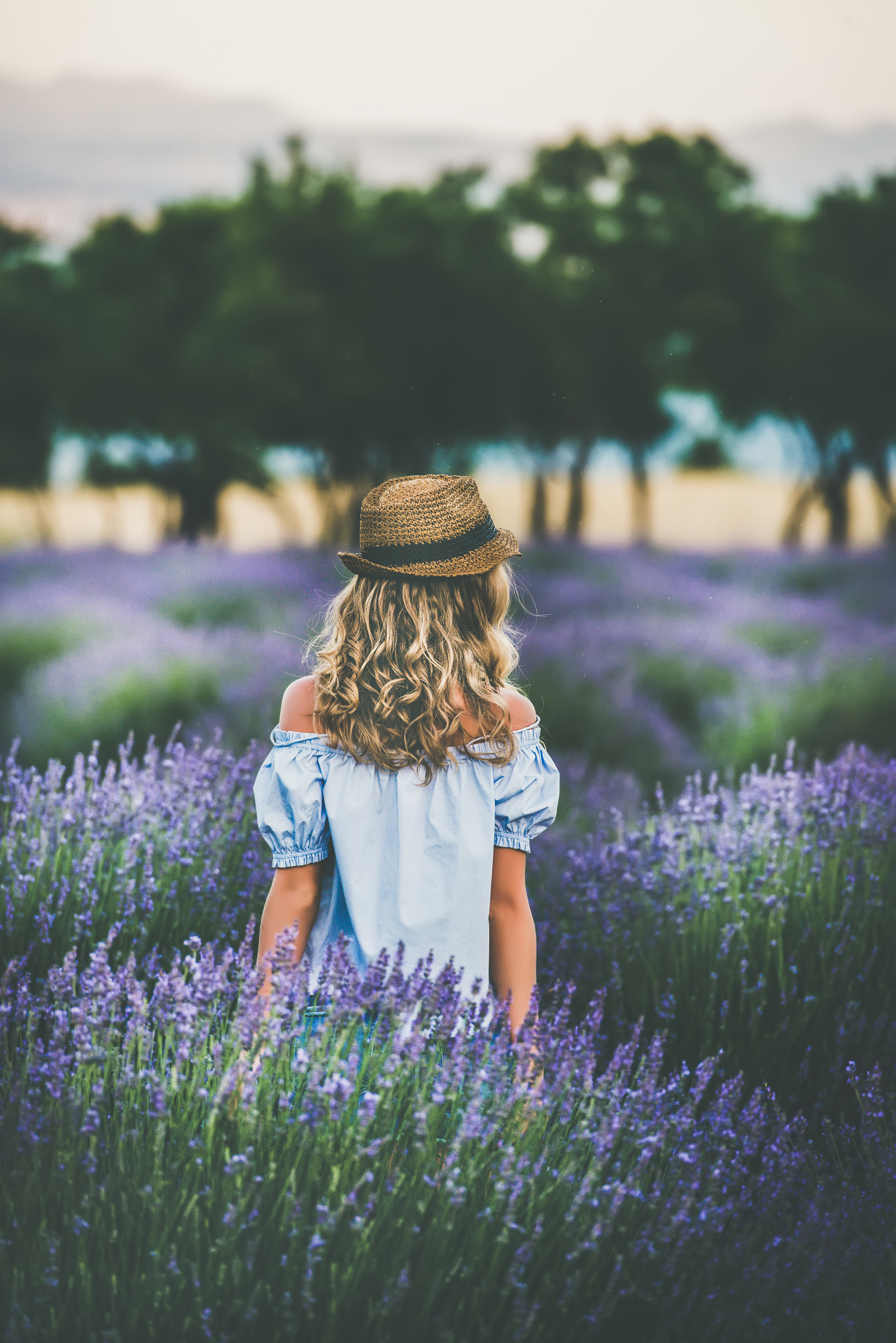 in lavender field, Isparta, Turkey in lavender field, Isparta, Turkey